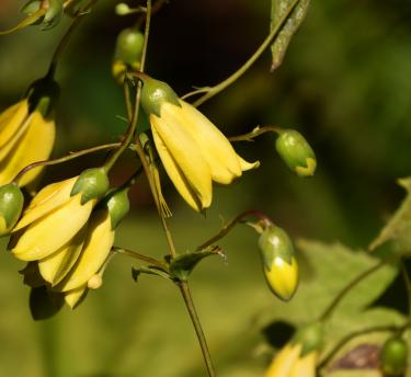 A close up of the yellow flowers on a Kirengeshoma palmata plant